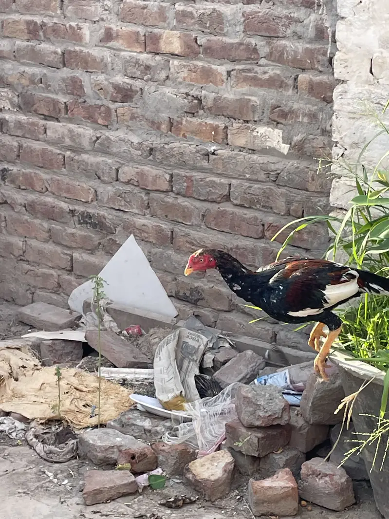 Aseel pathaa for sale — photo 6