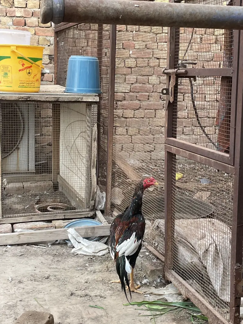 Aseel pathaa for sale — photo 7