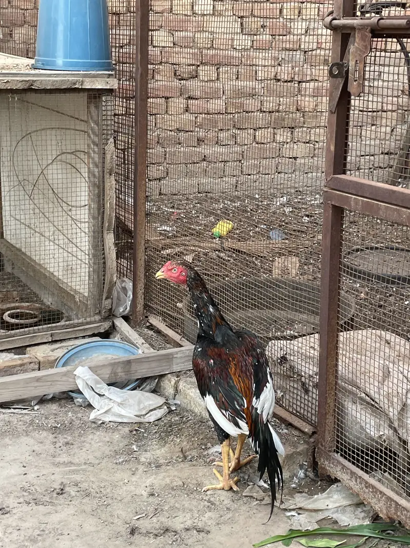 Aseel pathaa for sale — photo 8