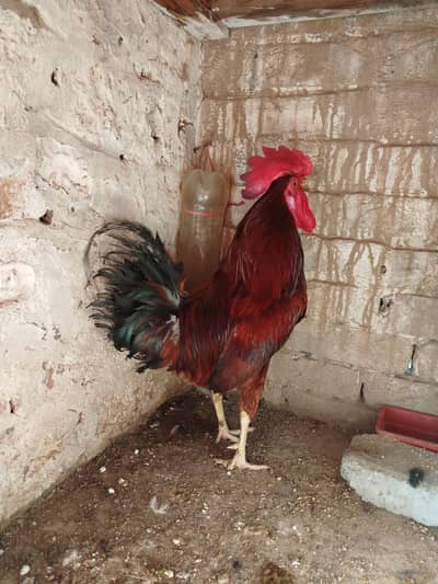 Desi Murga for sale 0303.88. 68142