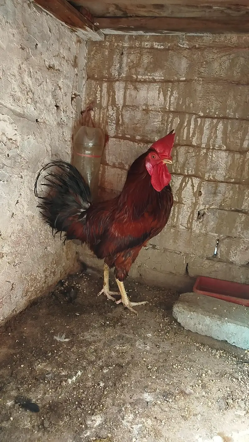 Desi Murga for sale 0303.88. 68142 — photo 2