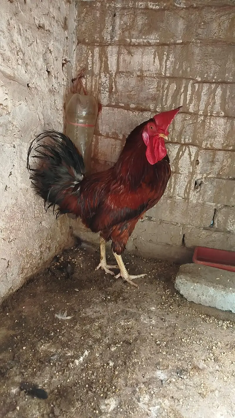 Desi Murga for sale 0303.88. 68142 — photo 3