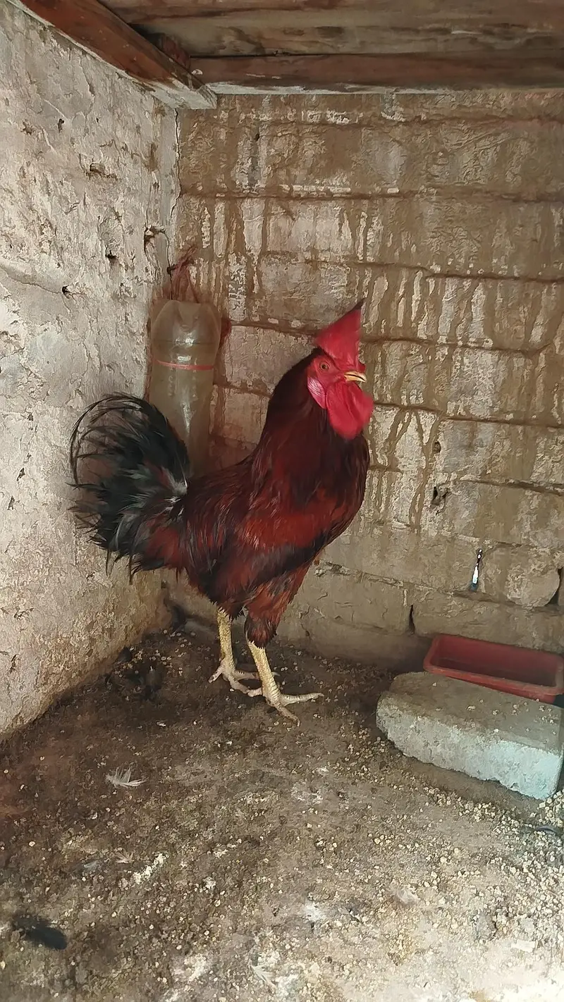 Desi Murga for sale 0303.88. 68142 — photo 4