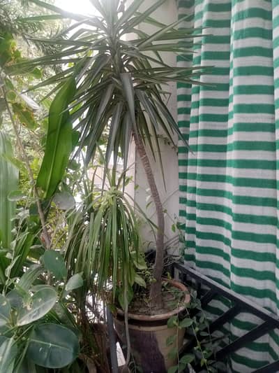 plants