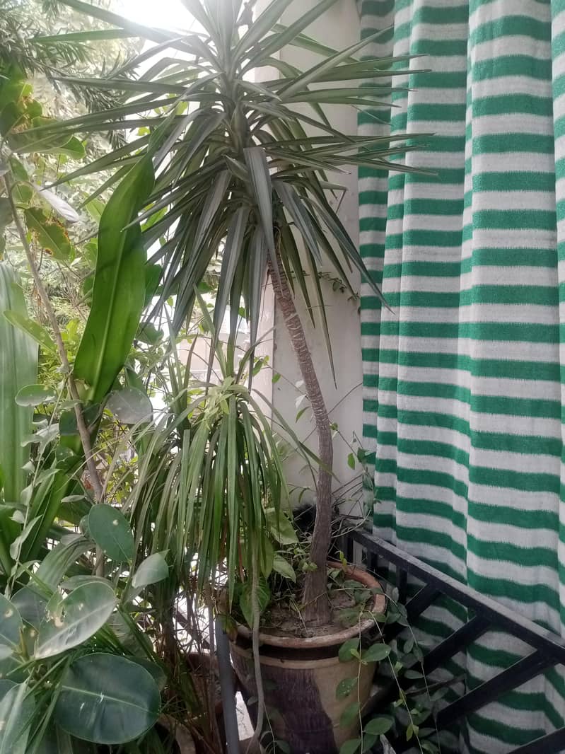 plants 0