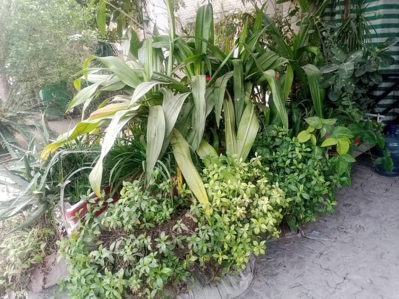 plants 1