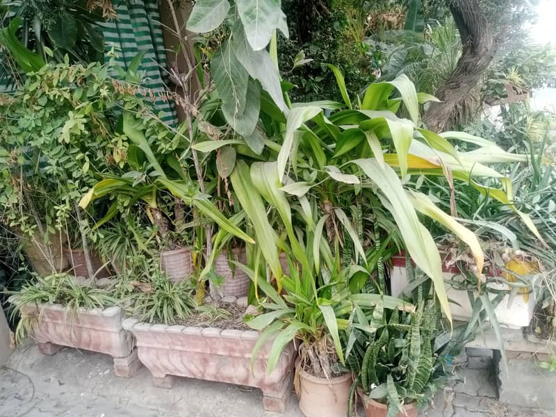 plants 2