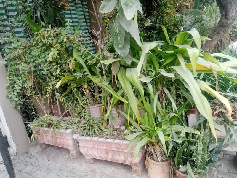 plants 3