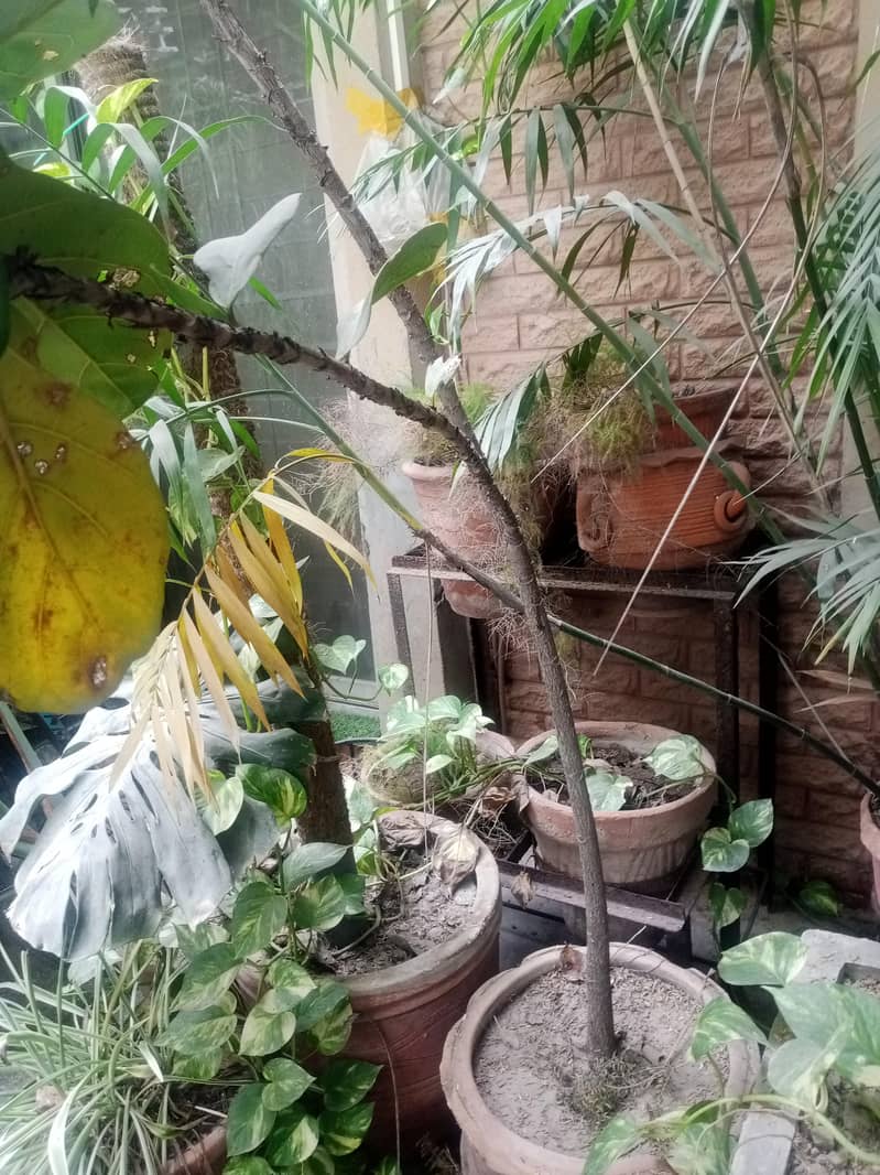 plants 4