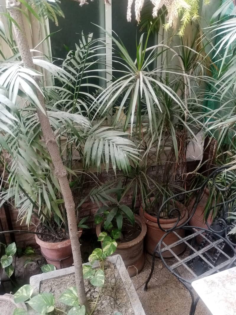 plants 5