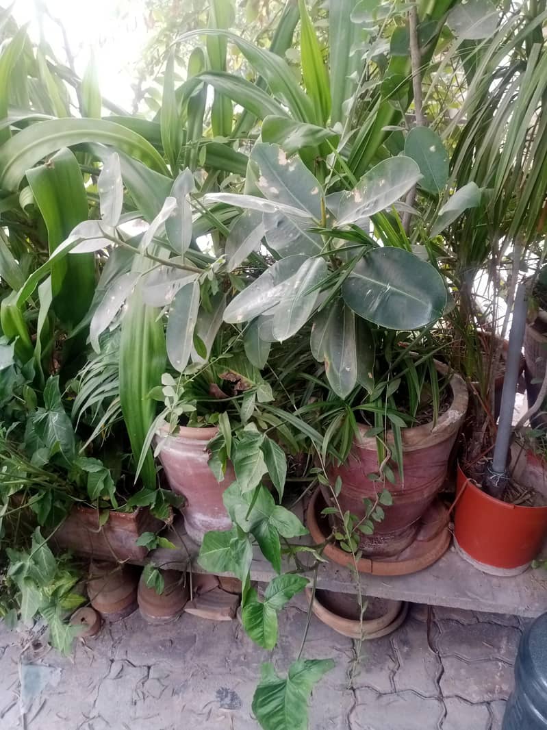 plants 6