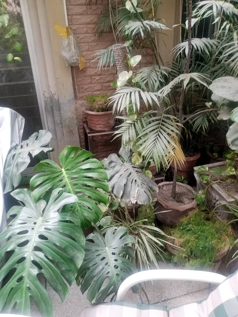 plants 7