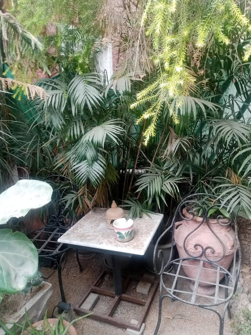 plants 8