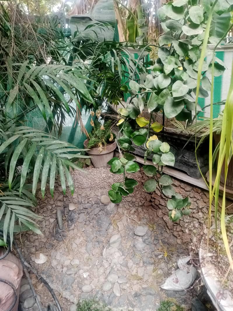 plants 9
