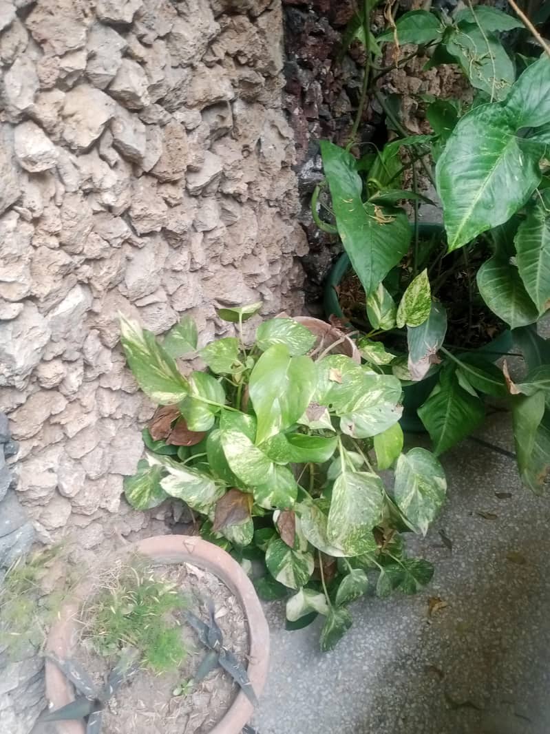 plants 10