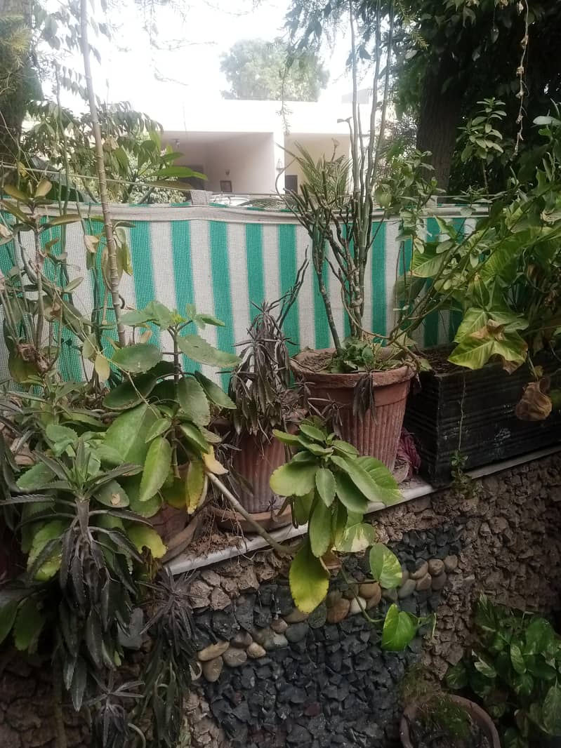 plants 11
