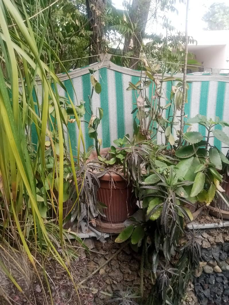 plants 12