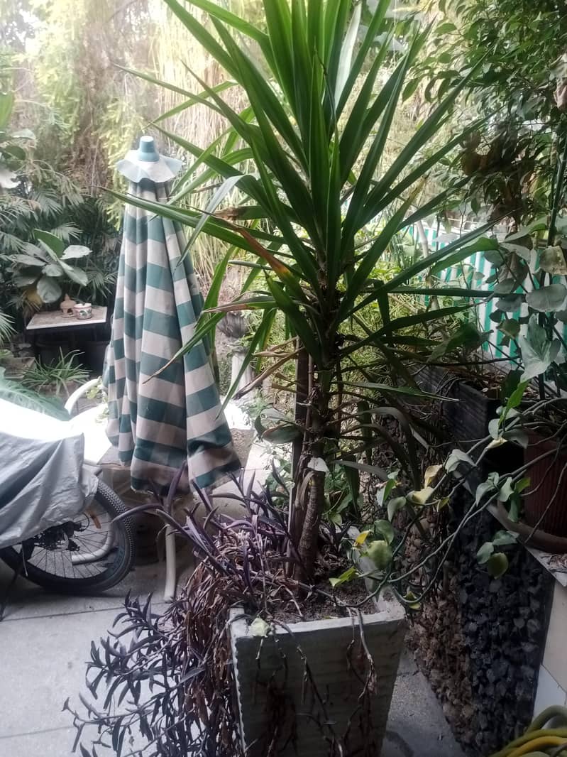plants 13