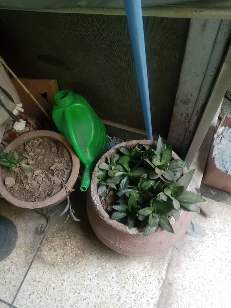 plants 14