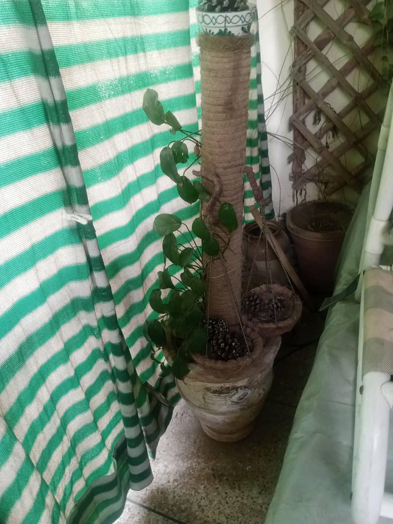 plants 15