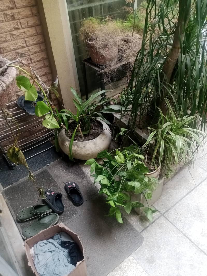 plants 16