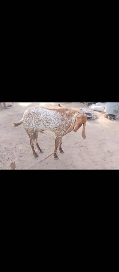 BREEDER MAKHI CHINA BAKRA