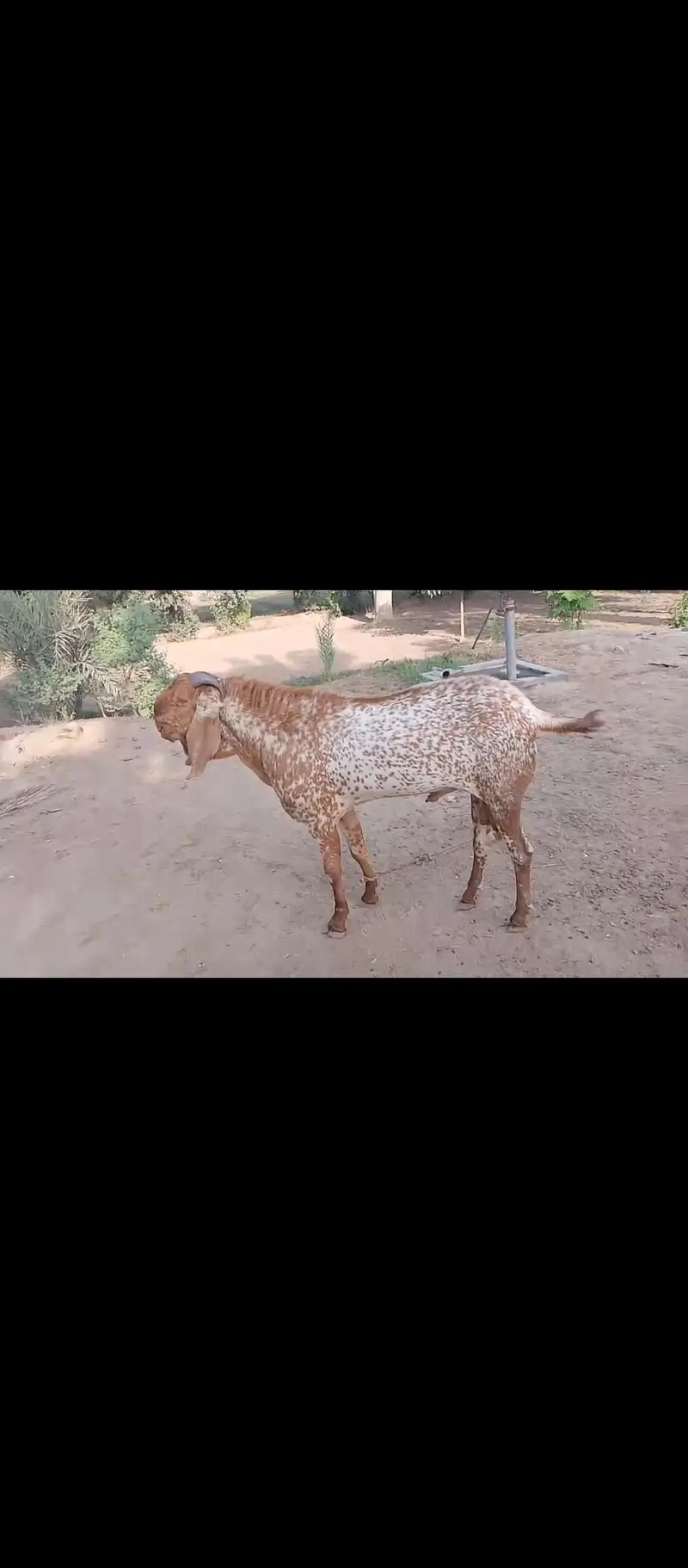 BREEDER MAKHI CHINA BAKRA — photo 2