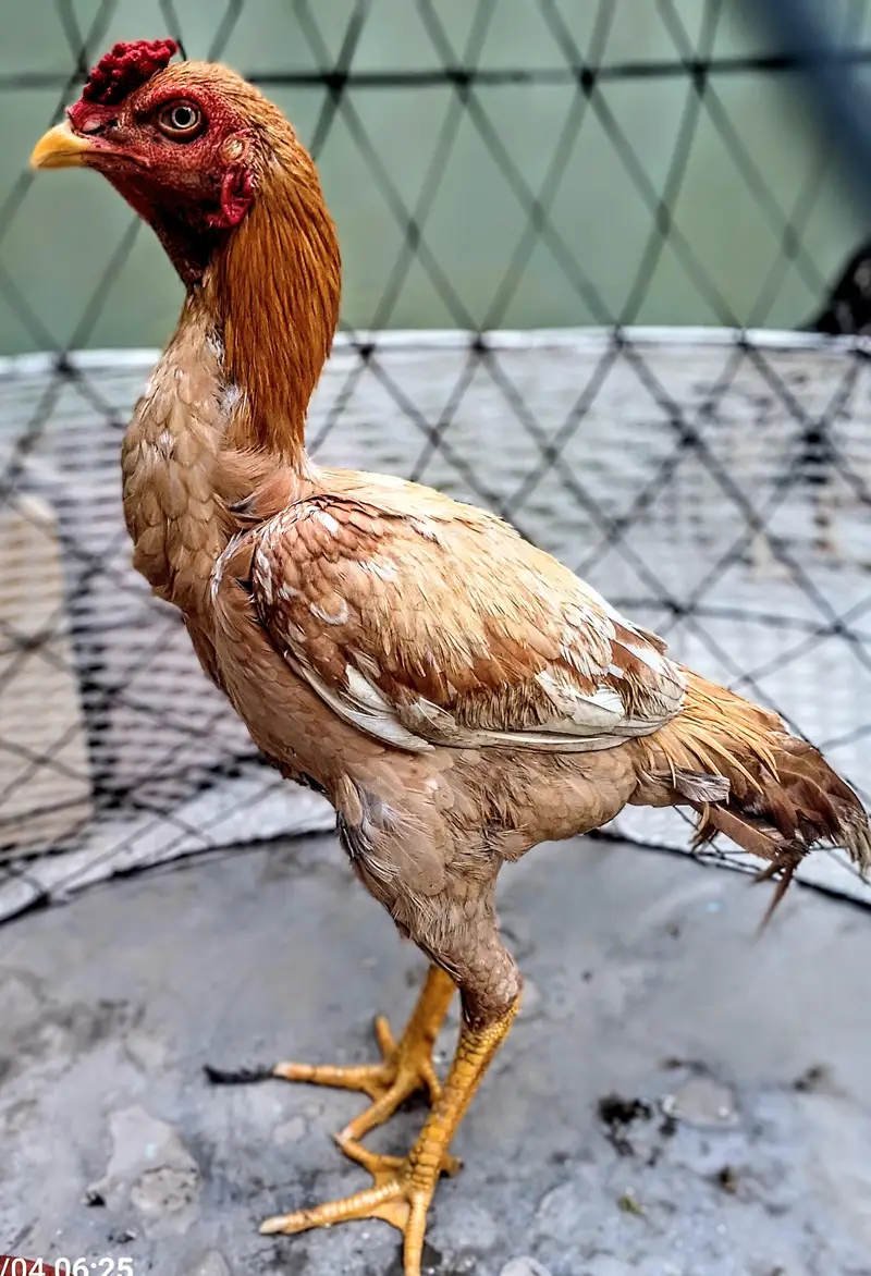 ASEEL MURGHA FOR SALE SINDHI — photo 2