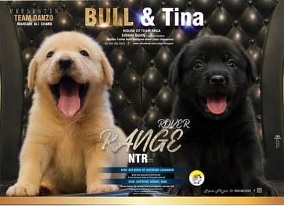 labrador pedigree microchip   imported Bloodline puppy 03014615555