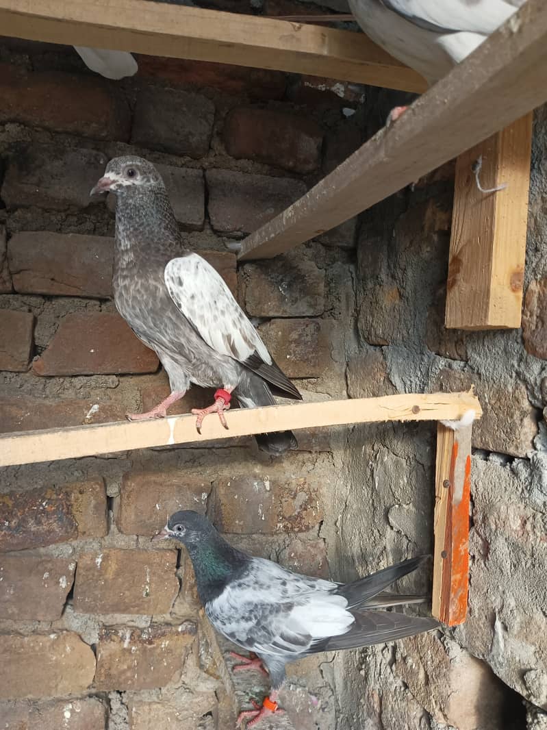1 (Breeder pair) 4