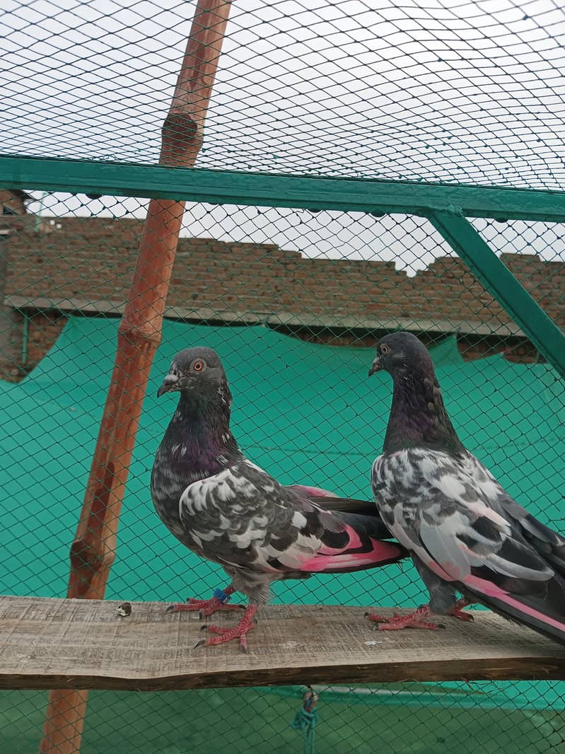 1 (Breeder pair) 5