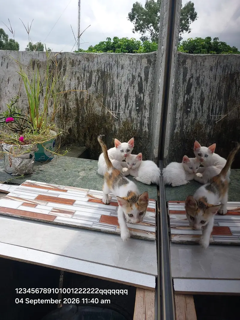 cat for sale — photo 2