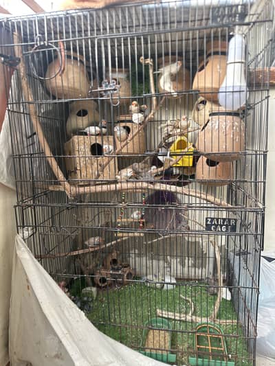 Zebra obb finch all setup