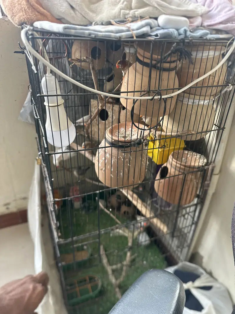 Zebra obb finch all setup — photo 2