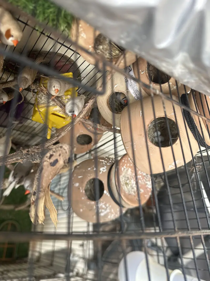 Zebra obb finch all setup — photo 3