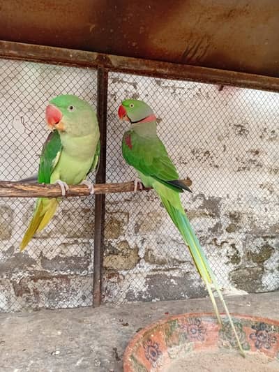 kashmir parrot/ parrot