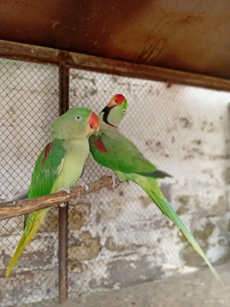 kashmir parrot/ parrot — photo 2