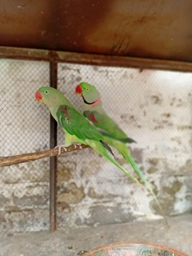 kashmir parrot/ parrot — photo 3