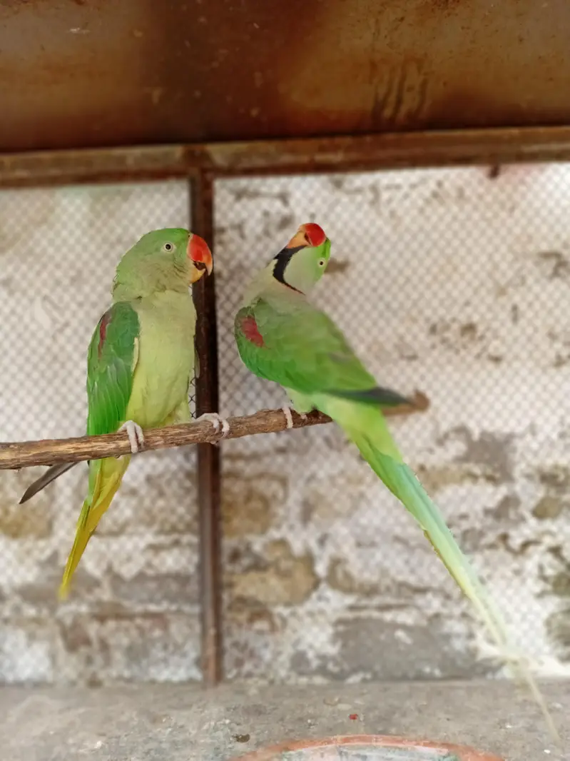 kashmir parrot/ parrot — photo 4