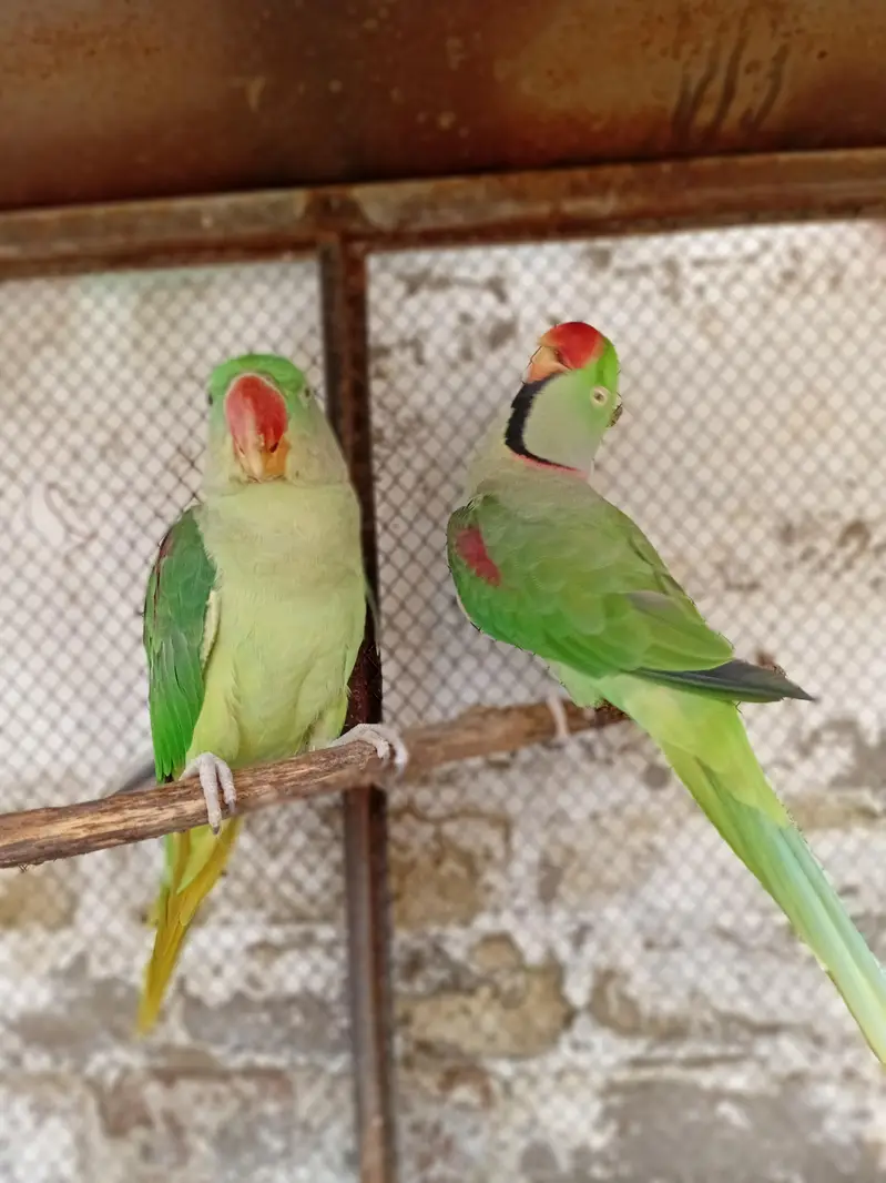 kashmir parrot/ parrot — photo 5