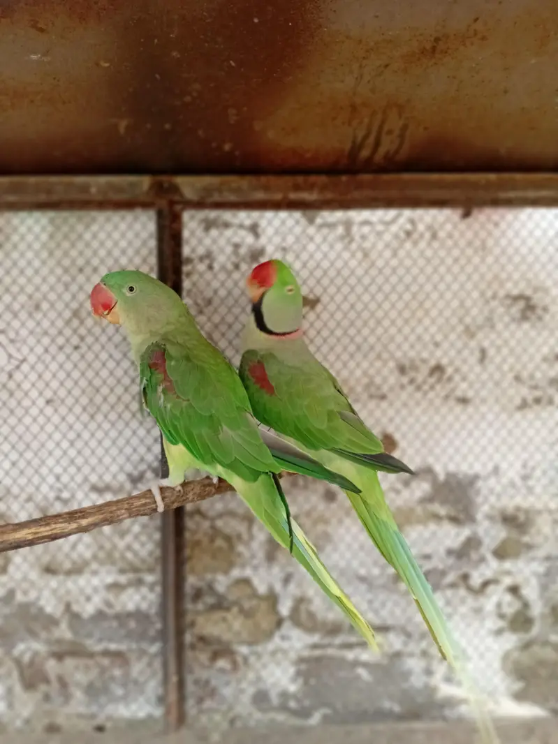 kashmir parrot/ parrot — photo 6