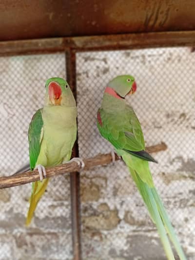 Kashmir Parrot – 2 Years Old | Talking pair