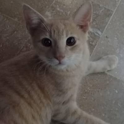 cat for sale