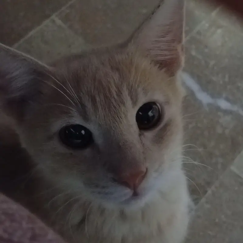 cat for sale — photo 2