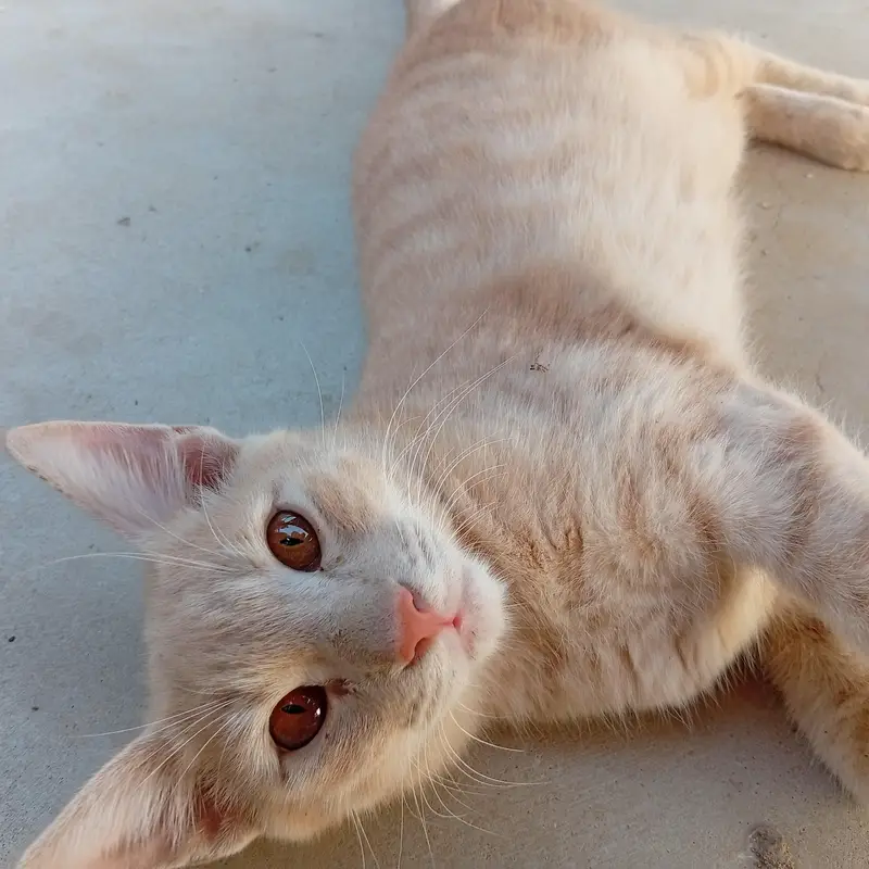 cat for sale — photo 3