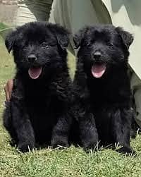 German Shepherd Puppies Pair for sale