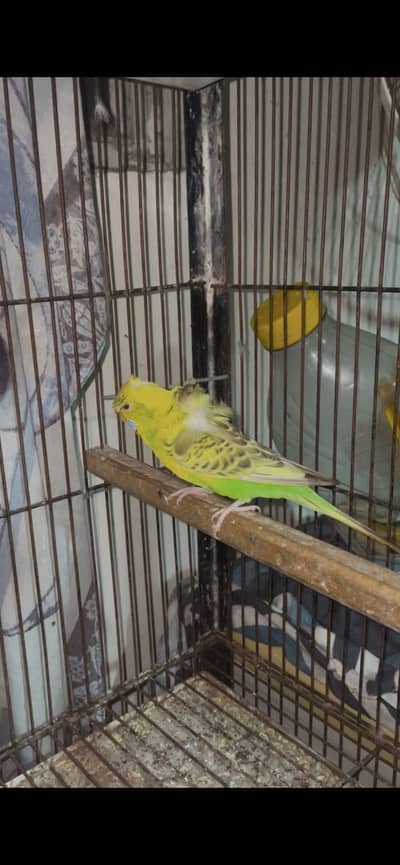 recessive pied hogoromo female