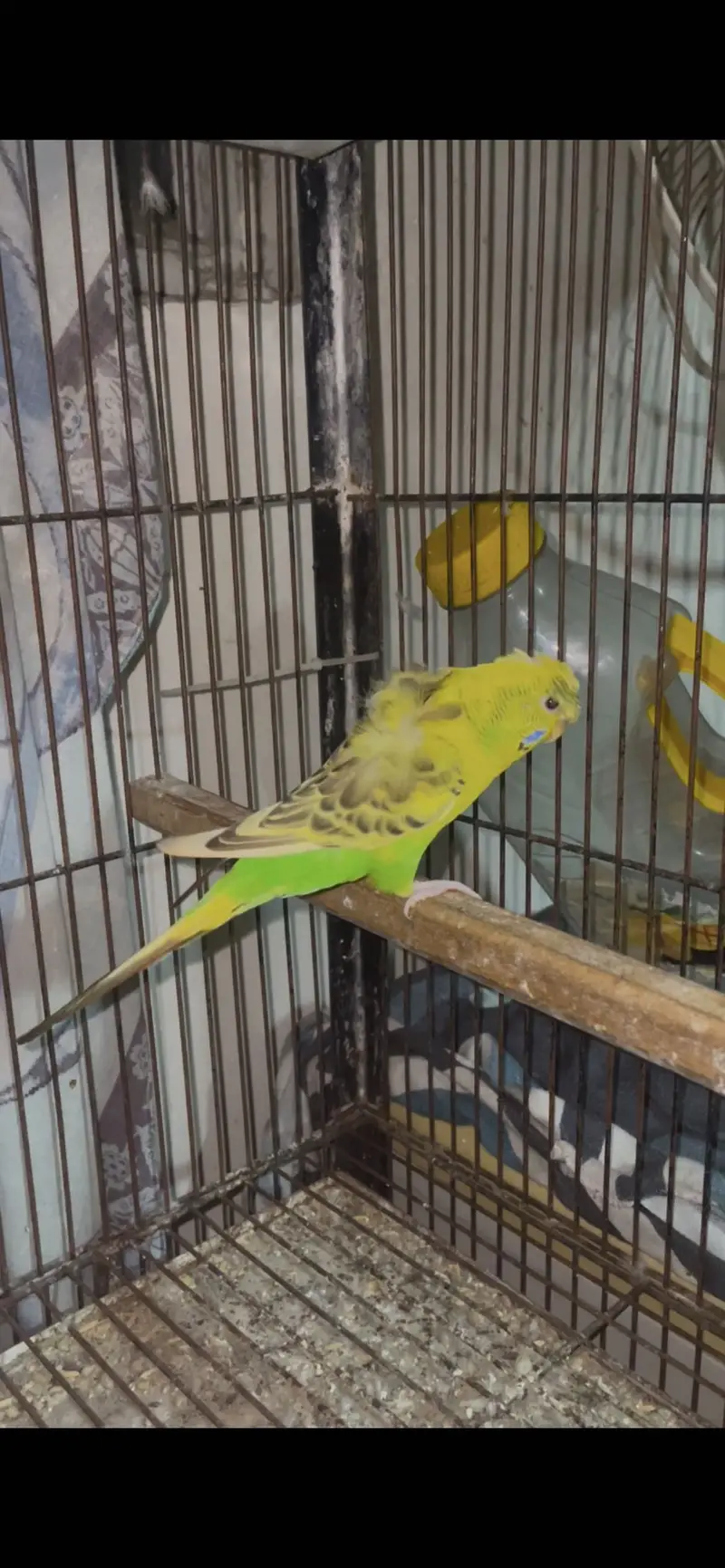 recessive pied hogoromo female — photo 2