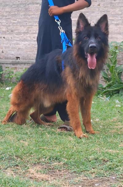 German Shepherd long coat mail full train dog for sale