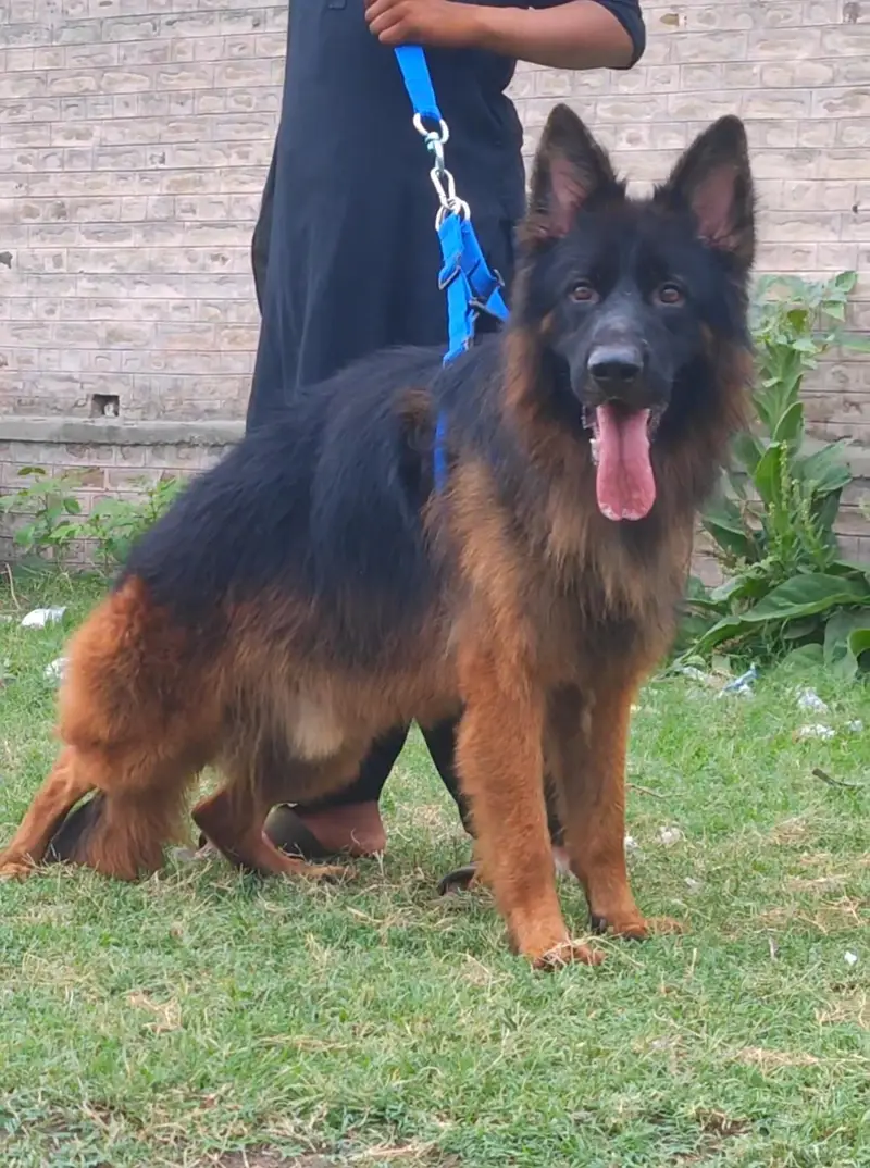 German Shepherd long coat mail full train dog for sale — photo 2